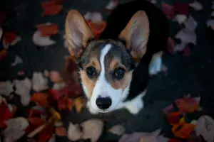 Tri-color Corgi looking up at the camera