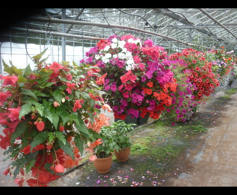 England Hanging Baskets 13