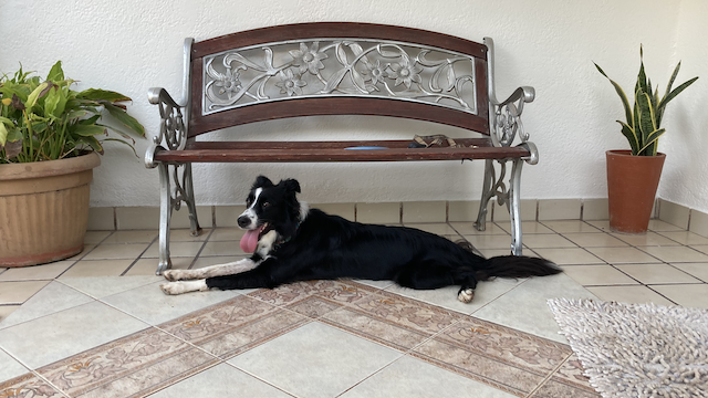 Nina, acostada a sus anchas. Visitando Pericos, Sinaloa.