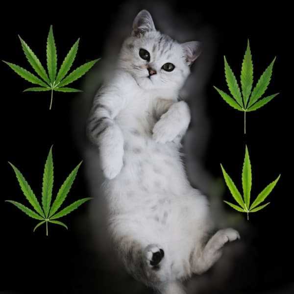 Learn About Cannabis in Australia