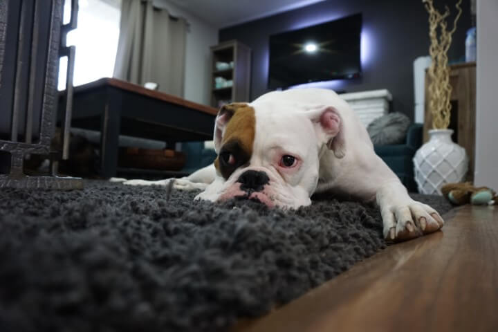 Dog resting on clean floor rug
