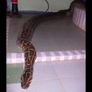Myanmar Snakes