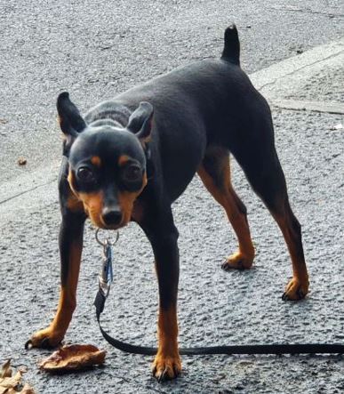 sage is our 2 year old miniature pinscher