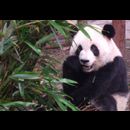 China Pandas 6