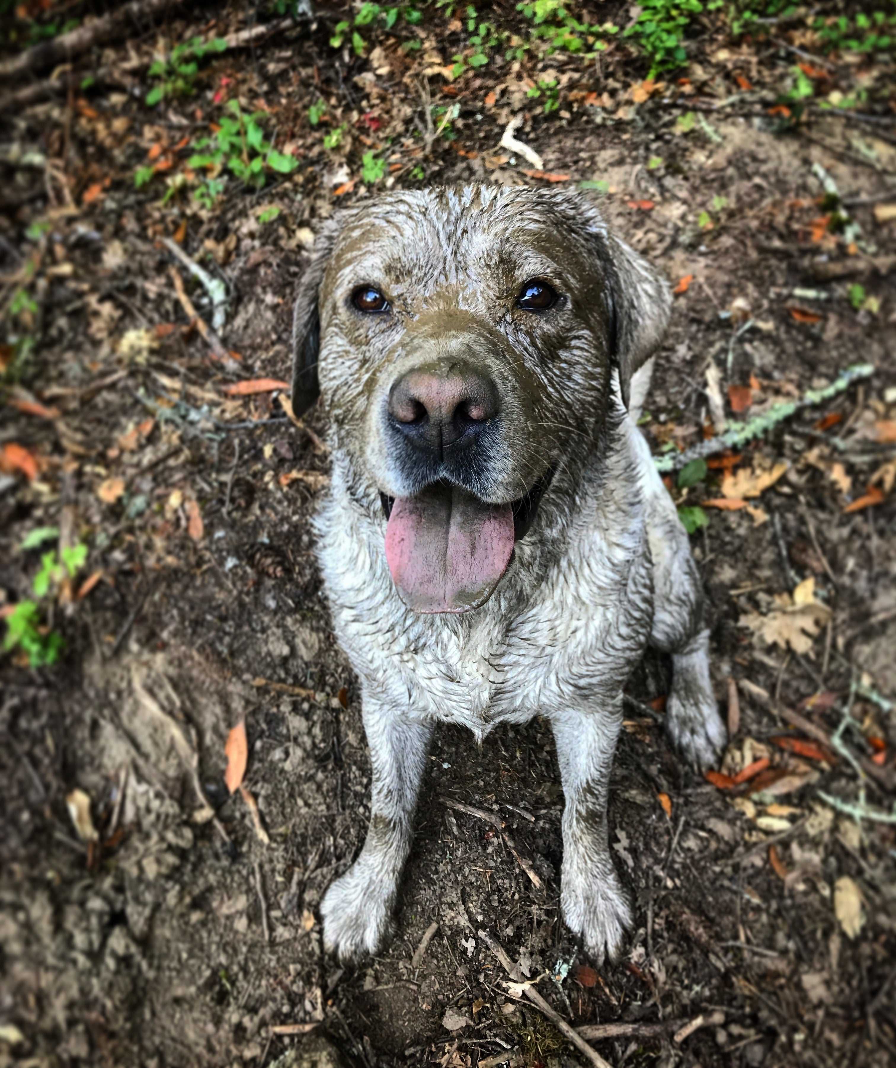 5 Dogs Who Love to Get Muddy