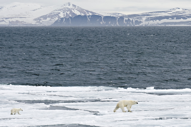 Melting kingdom of the Polar Bear