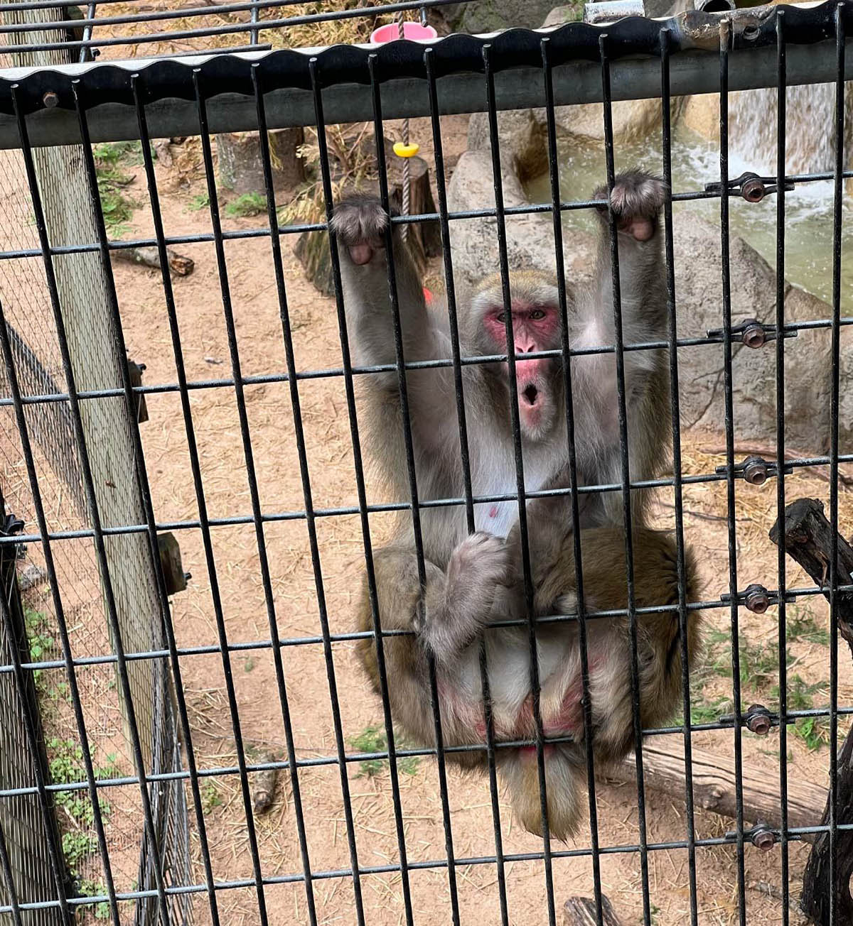 Snow Monkey hanging on cage walls