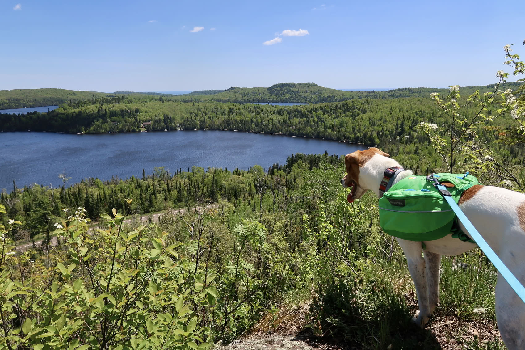 Last picture of the trip! One happy dog.