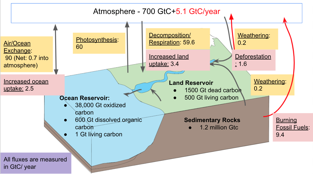 The anthropogenic carbon cycle includes changes in the carbon reservoirs due to the burning of fossil fuels and land use changes