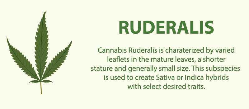 Cannabis Ruderalis Leaf