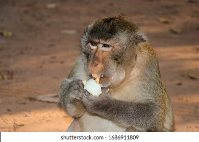 Monkey eating an egg
