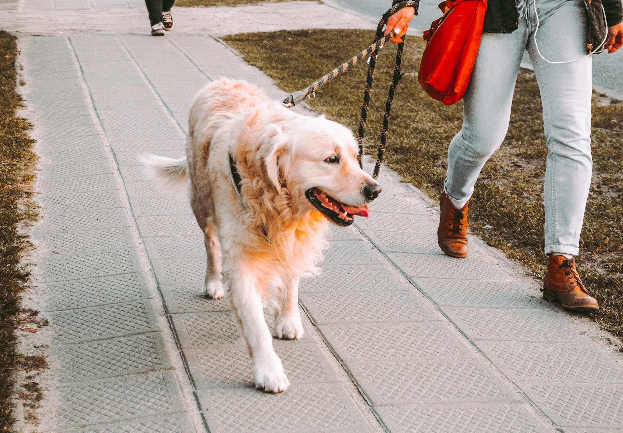 How often should you walk your dog?
