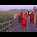Burma Monks 29