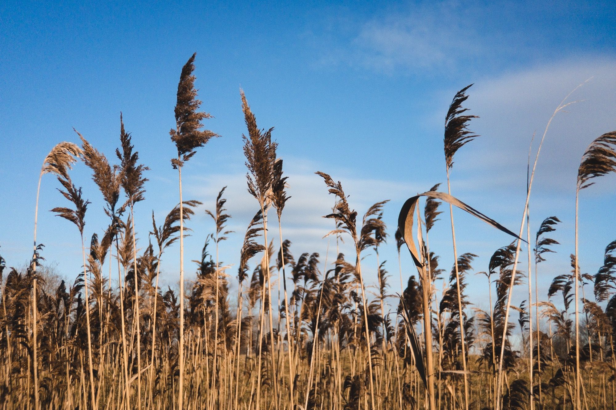 Farnham Connolly State Park ZGK Photos