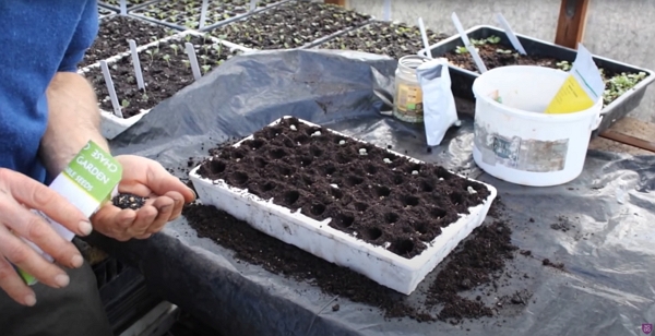 A seedling tray with Charles ready to sow some seeds