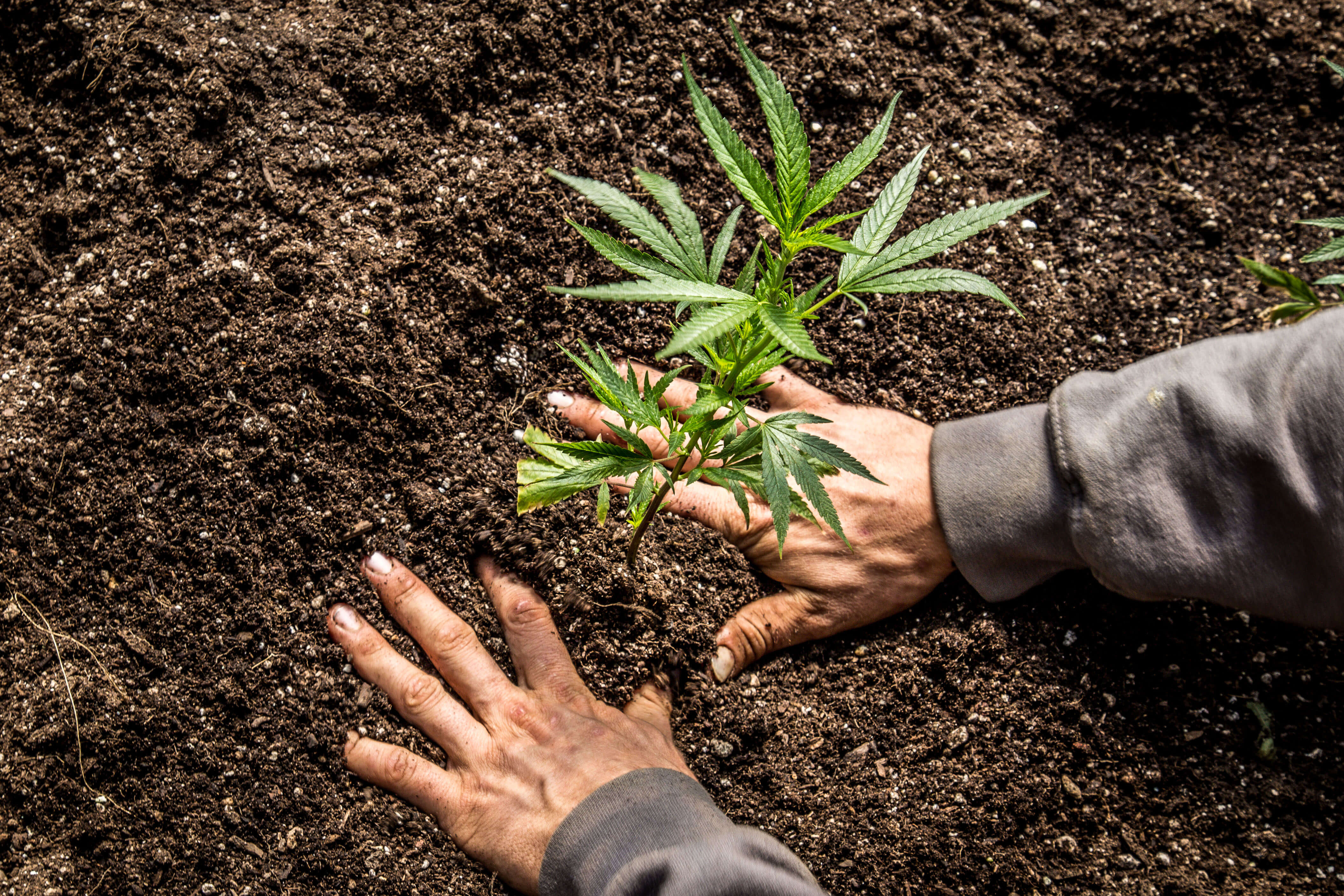 Planting Cannabis in Soil Planting Cannabis in Soil