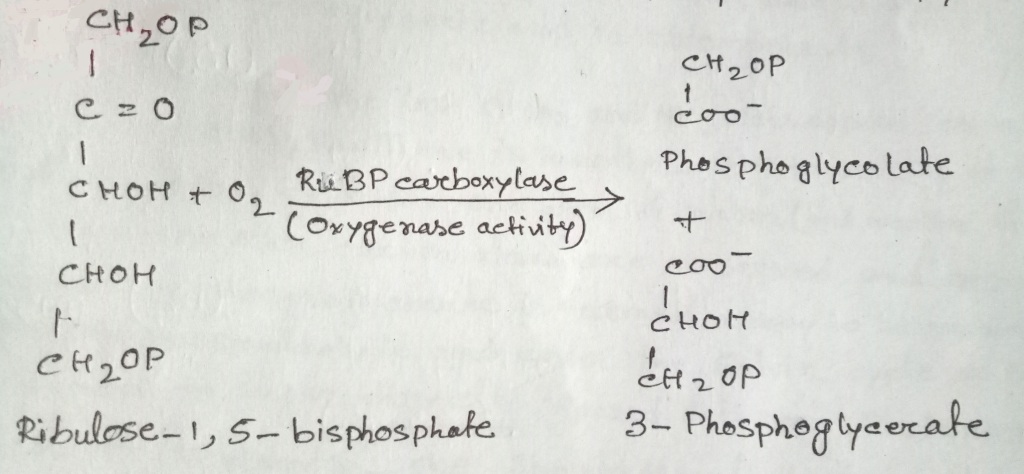 Reaction showing the oxygenase activity of the enzyme RuBP carboxylase