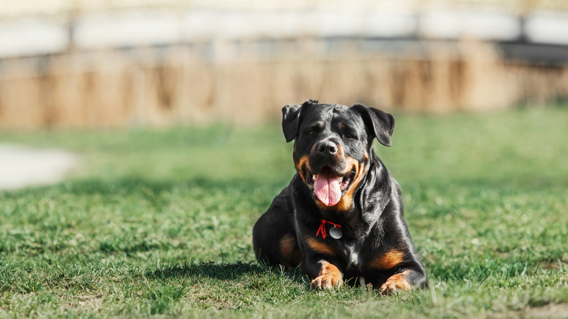 What Is A Dog Behaviorist?
