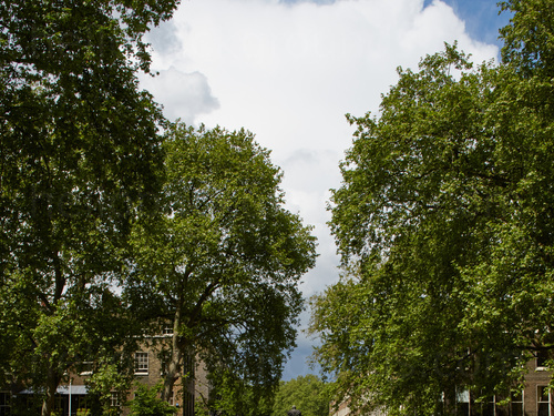 Urban trees in front of city buildings with cloud covered sky Zoom background