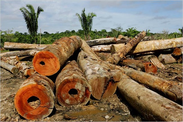 Amazon_Deforestation_01.sized.jpg