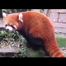 China Red Pandas 26