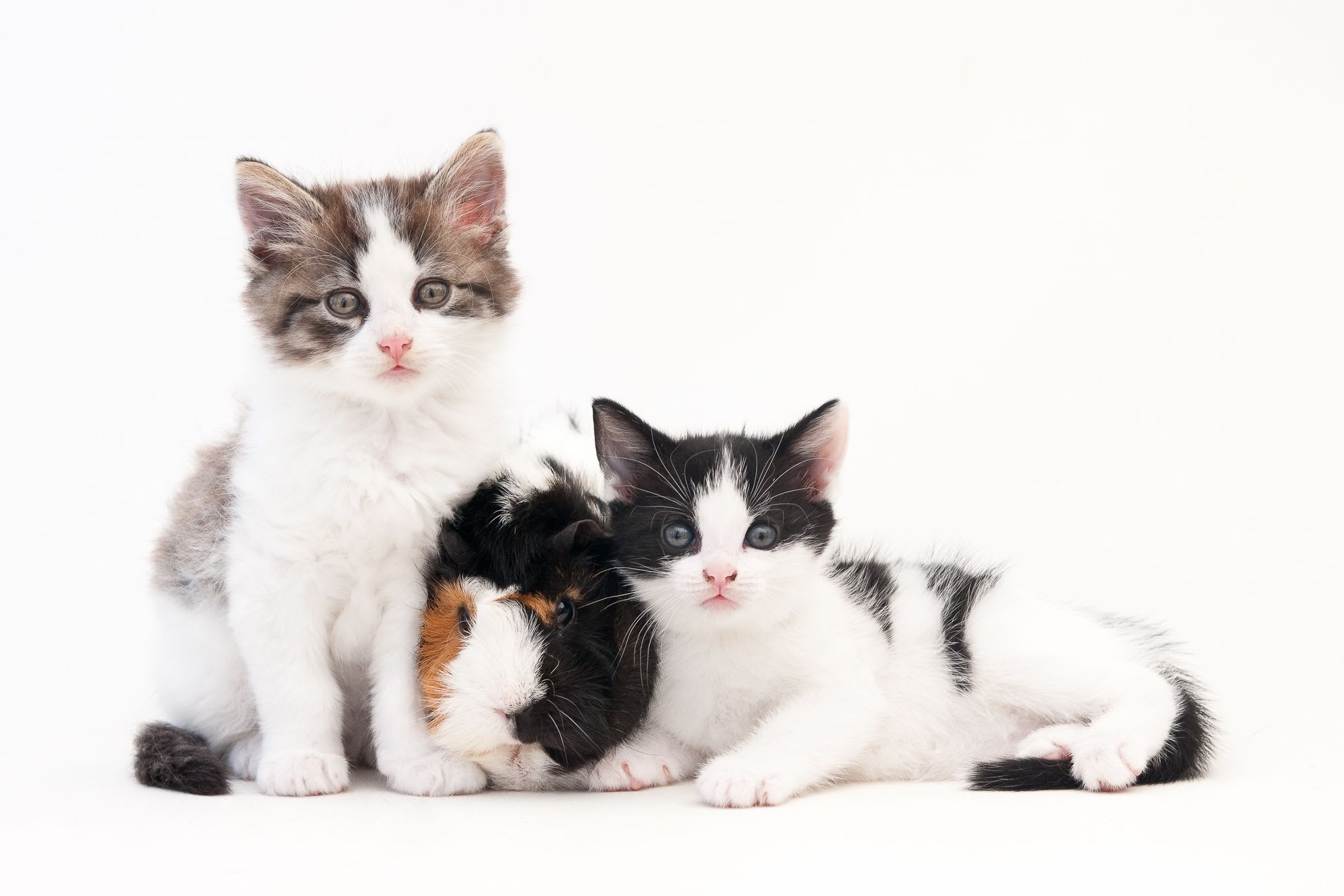 an image of three kittens
