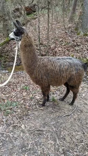 A llama named Chewy