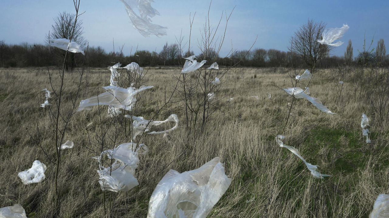 Dry brown grass and bare trees with plastic bags stuck in them