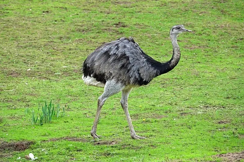 What is the difference between ostrich, Emu and Rhea? - Tudo Sobre Animais