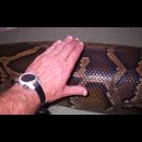 Burma Snakes 4