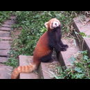 China Red Pandas 12