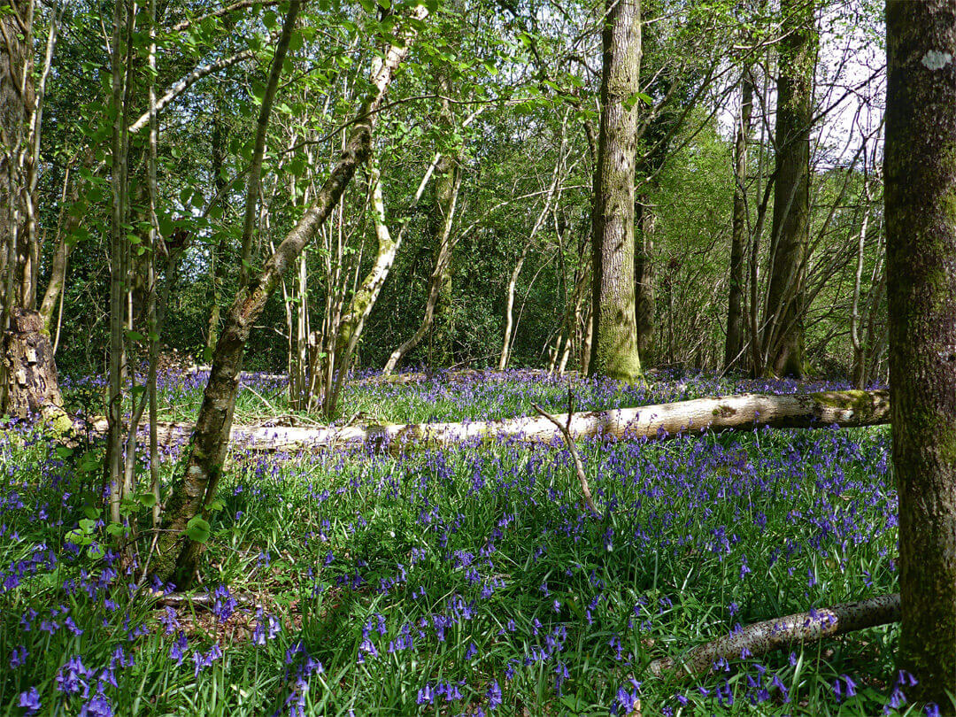 Photo of Bracketts Coppice