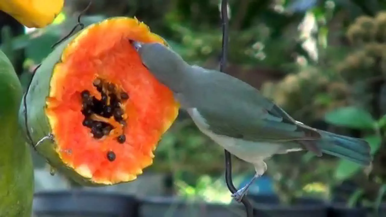 bird papaya