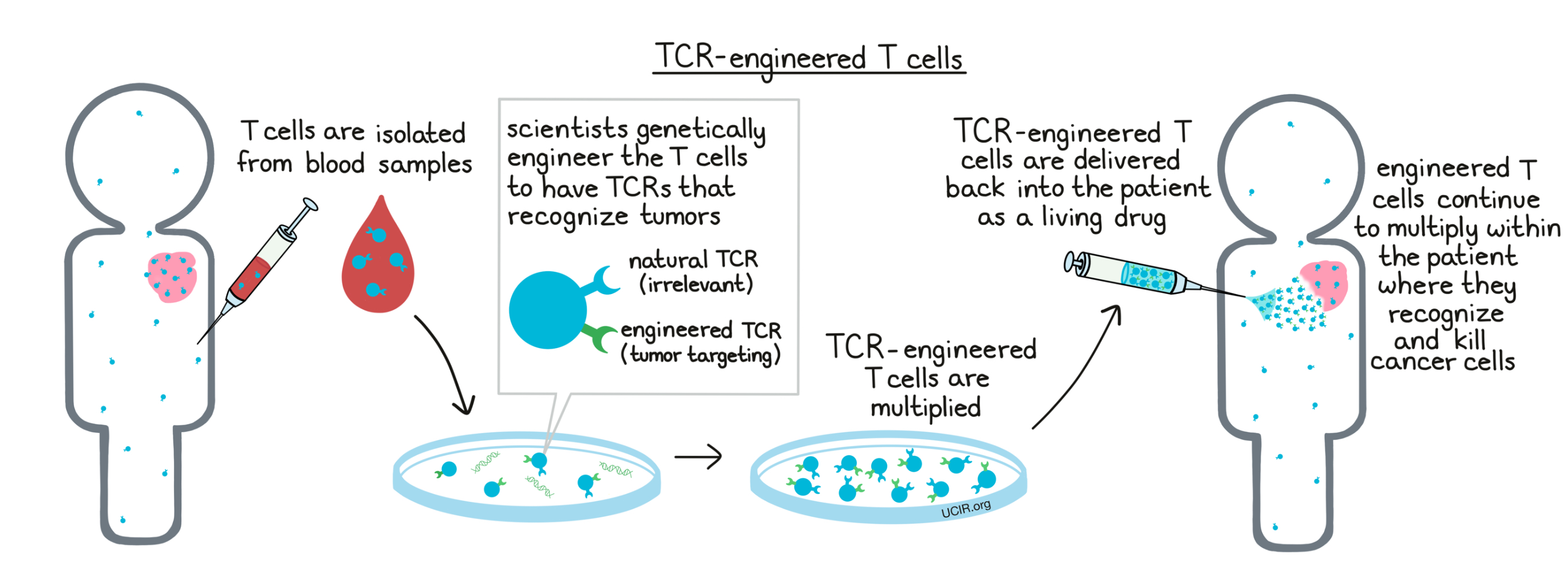 TCR-engineered T cells
