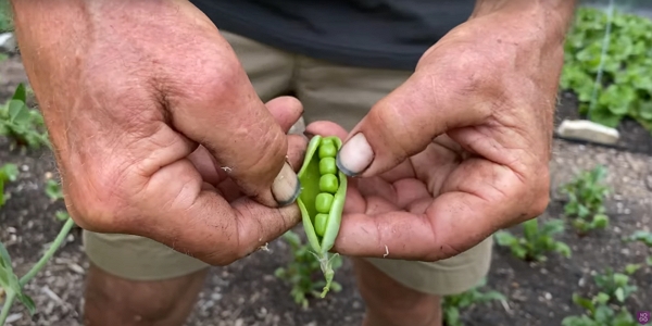 A pea pod with large seeds in the hands of Charles