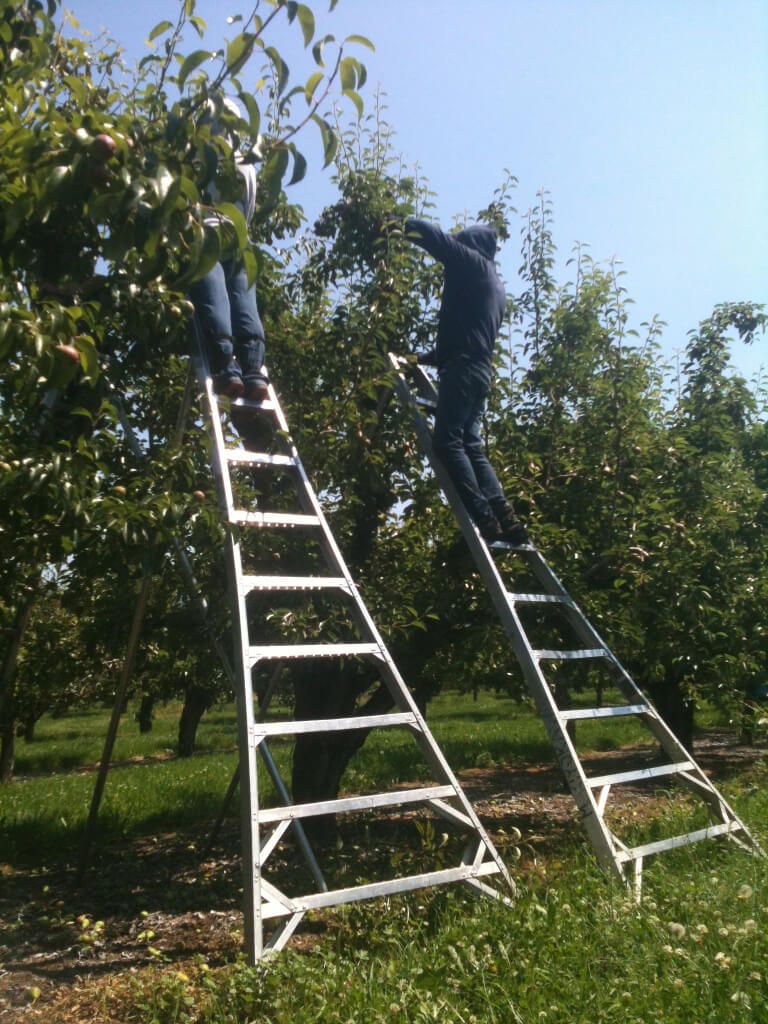 Asian pears are harvested at Kiyokawa Family Orchards