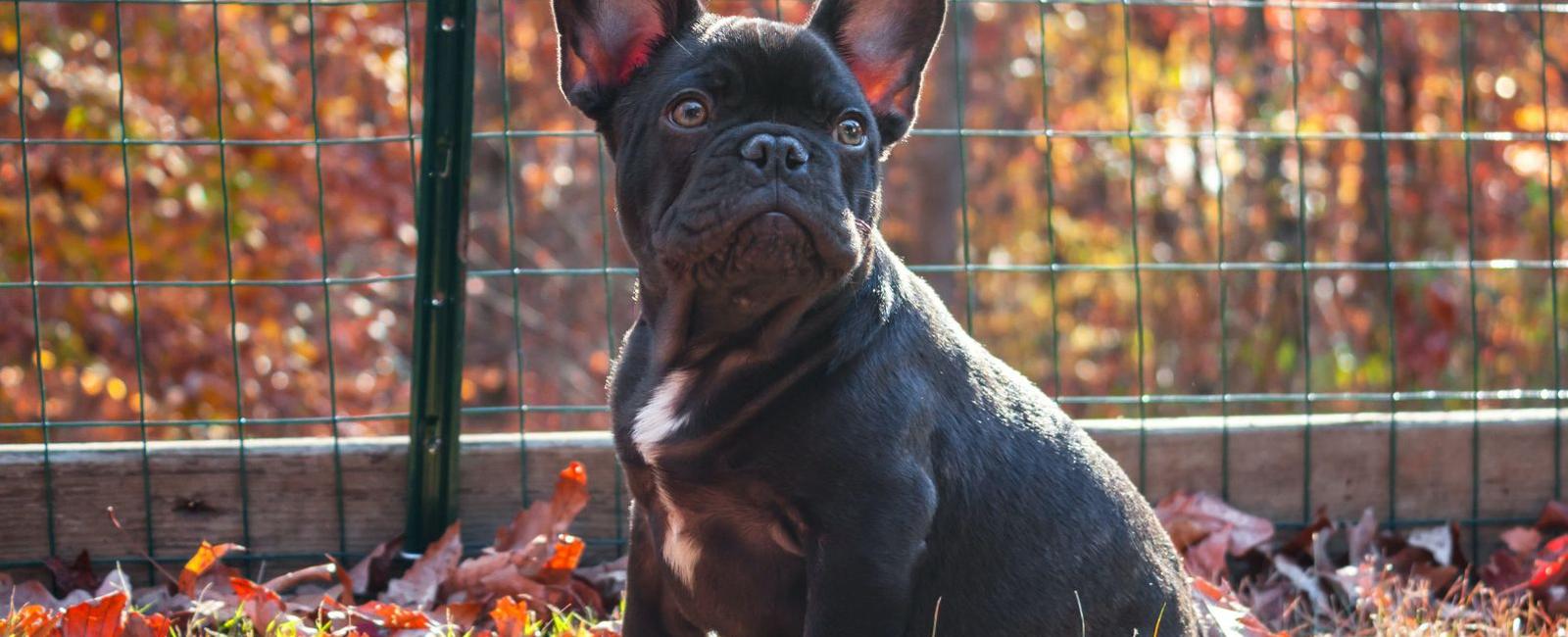 French Bulldog Shedding: How Bad Is It Really?