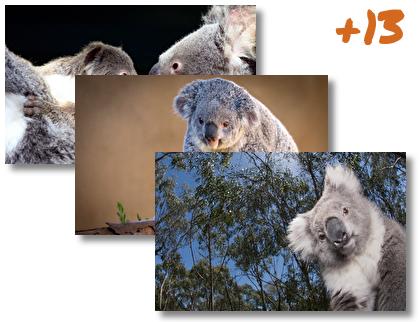Koala theme pack