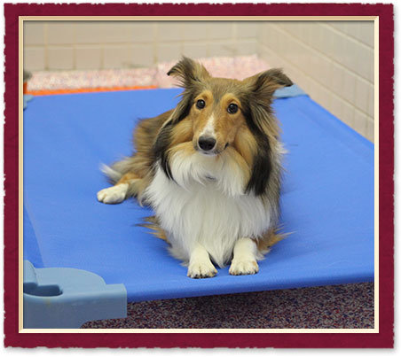 Choosing a Kennel in austin