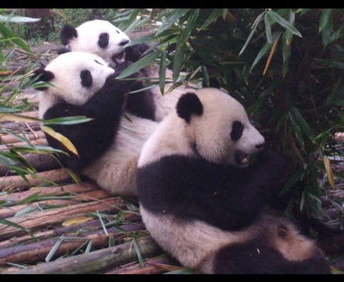 China Pandas 2