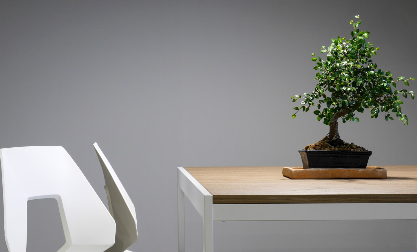 Planta sobre una mesa