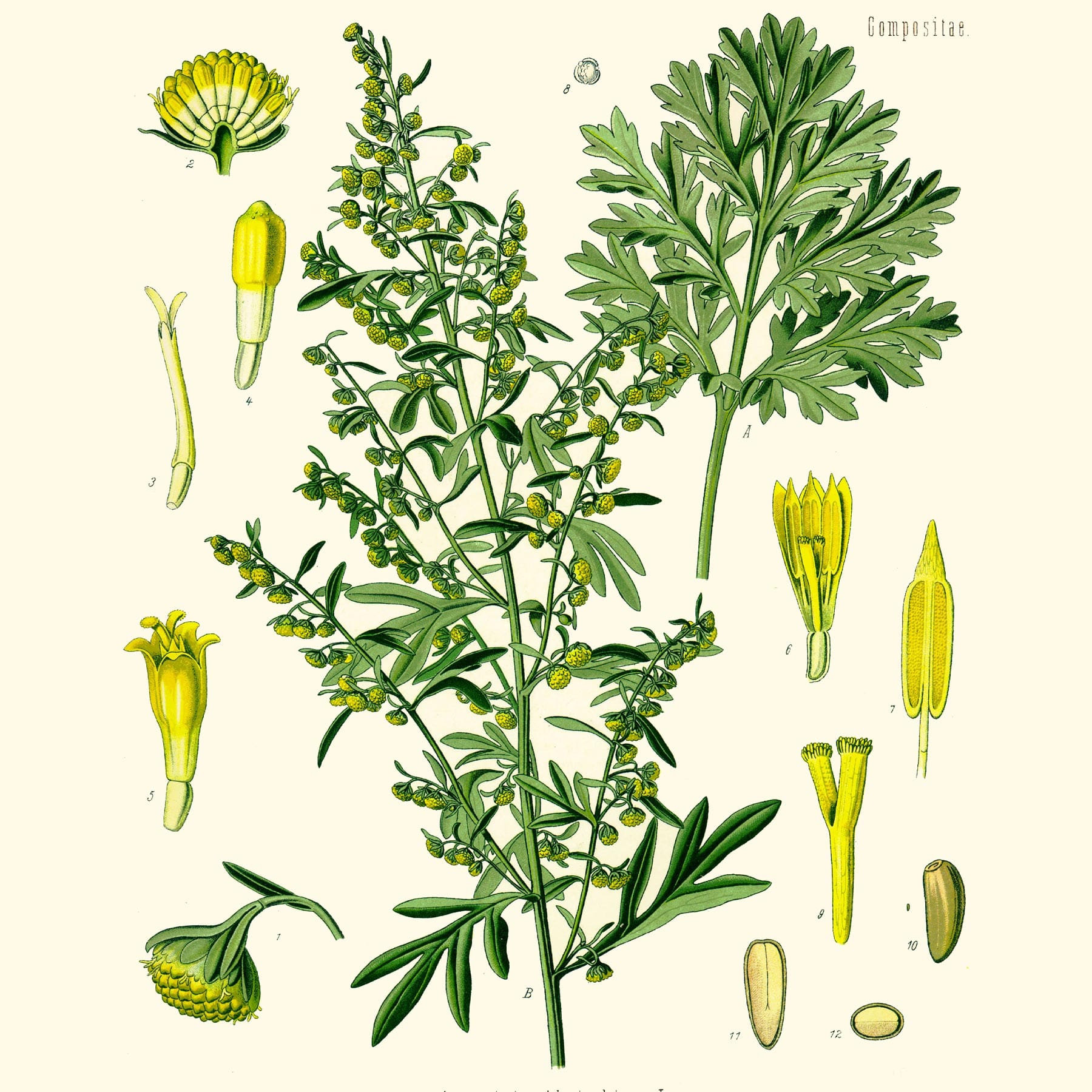 Горькая полынь (Artemisia absinthium). Источник: wikimedia.org