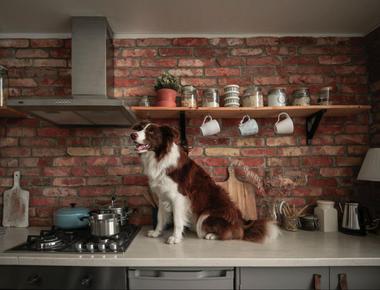 No More Counter-Jumping: A Practical Training Guide for Your Dog