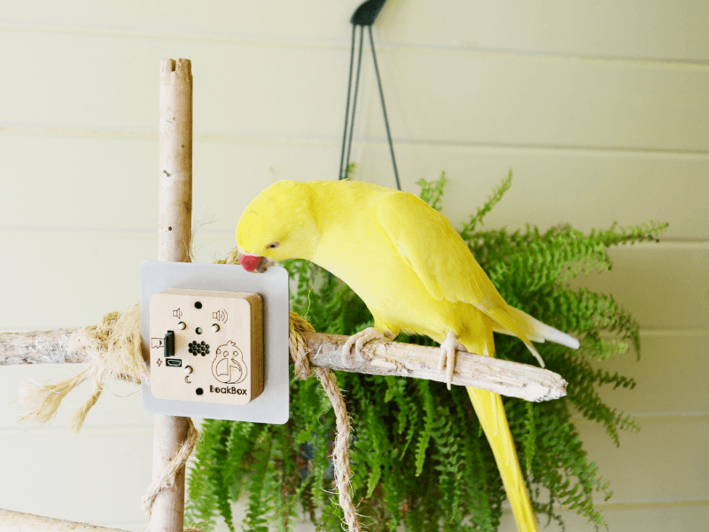 Yellow parrot chewing on the BeakBox