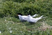 Two Arctic terns on the grass