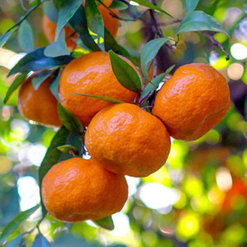 Greek-Grocery-Greek-Products-greek-bio-chios-mandarins-1-5kg