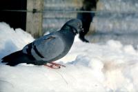 A Rock Dove stands on a snowy ledge