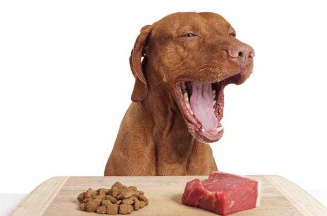 chế độ ăn không có ngũ cốc cho chó