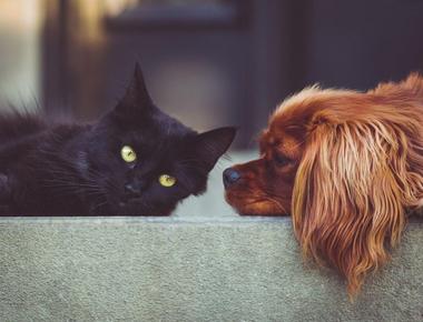 Your Dog Acts Like a Cat? Here's Why