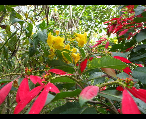 Panama Flowers 9